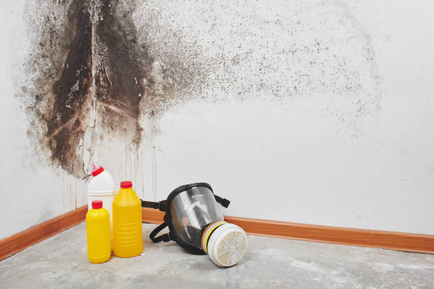 Best Commercial Mold Removal  in Stanfield, OR