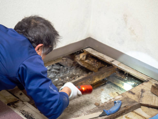Best Attic Mold Removal  in Stanfield, OR
