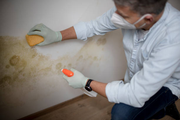 Best Local Mold Removal Service  in Stanfield, OR